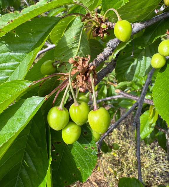 A cluster of small, unripe cherries
